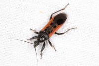 Peirates hybridus