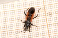 Peirates hybridus