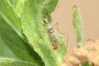 Dicyphus bolivari