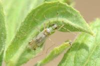 Dicyphus bolivari