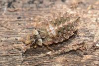 Aradus betulae