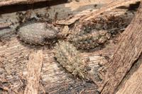Aradus betulae