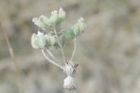 Ancyrosoma leucogrammes