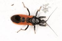 Peirates hybridus