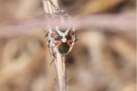 Eurydema ornata