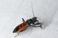 Peirates hybridus