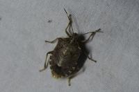 Halyomorpha halys