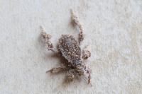 Reduvius personatus