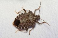Halyomorpha halys