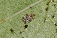Stephanitis pyri