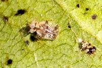 Stephanitis pyri