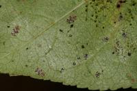 Stephanitis pyri