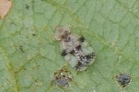 Stephanitis pyri