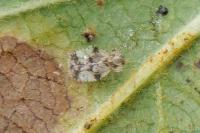 Stephanitis pyri