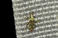 Phytocoris tiliae
