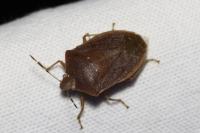 Nezara viridula