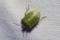 Nezara viridula