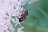 Lygaeus equestris/simulans