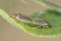 Nysius graminicola