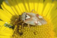 Lygus pratensis
