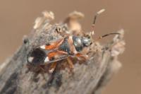 Raglius alboacuminatus
