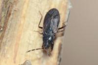 Drymus ryeii