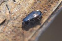 Plinthisus brevipennis