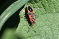 Lygaeus equestris/simulans