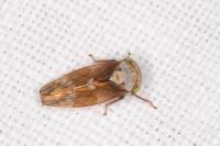 Acericerus