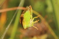 Stictocephala alta