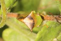 Stictocephala alta
