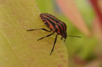 Graphosoma italicum