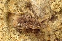Coranus griseus
