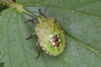 Nezara viridula