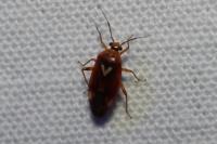Lygus pratensis