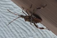 Leptoglossus occidentalis
