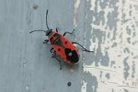 Melanocoryphus albomaculatus