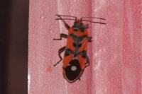 Lygaeus equestris/simulans