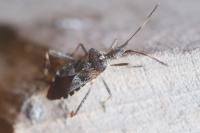 Leptoglossus occidentalis