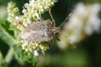 Halyomorpha halys