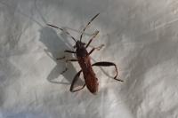 Camptopus lateralis