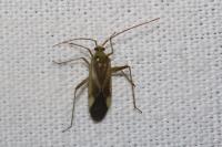 Adelphocoris lineolatus