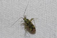 Phytocoris tiliae