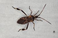 Leptoglossus occidentalis