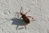 Leptoglossus occidentalis