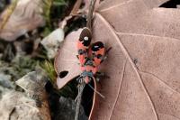Lygaeus equestris/simulans
