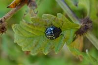 Nezara viridula