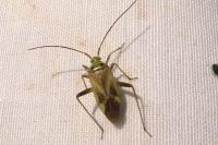 Adelphocoris quadripunctatus