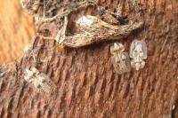 Corythucha ciliata