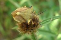 Carpocoris fuscispinus